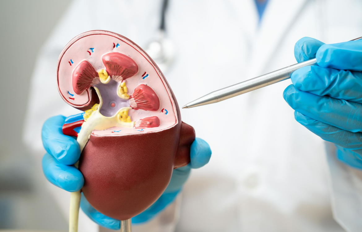 7 Tips for Maintaining Kidney Health